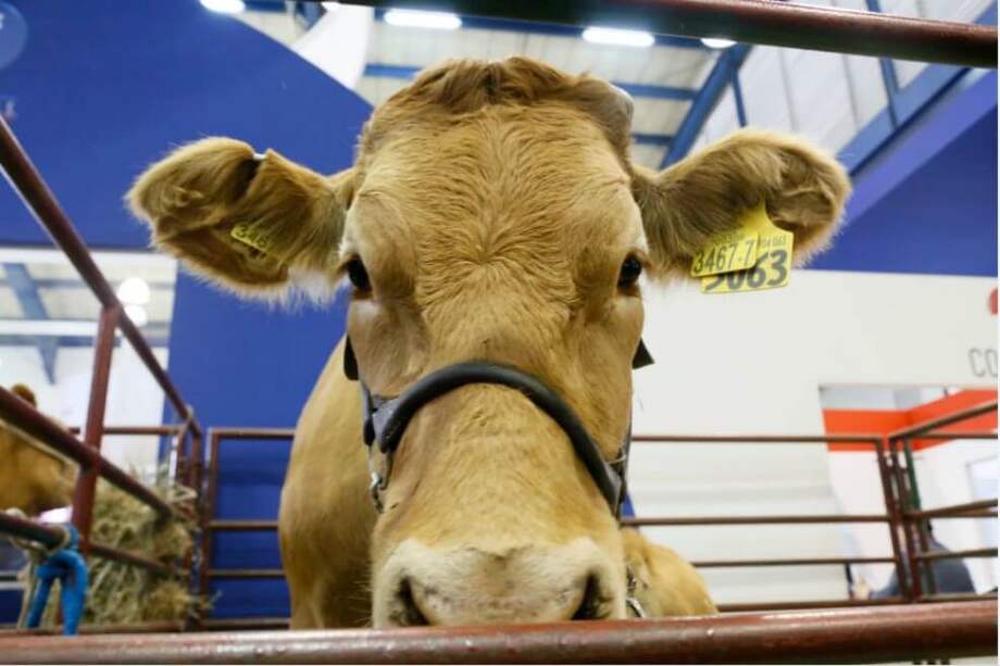 En sus instalaciones se exhibirán más de 4.500 animales y se estima que asistirán cerca de 200.000 visitantes.
/ Cortesía.