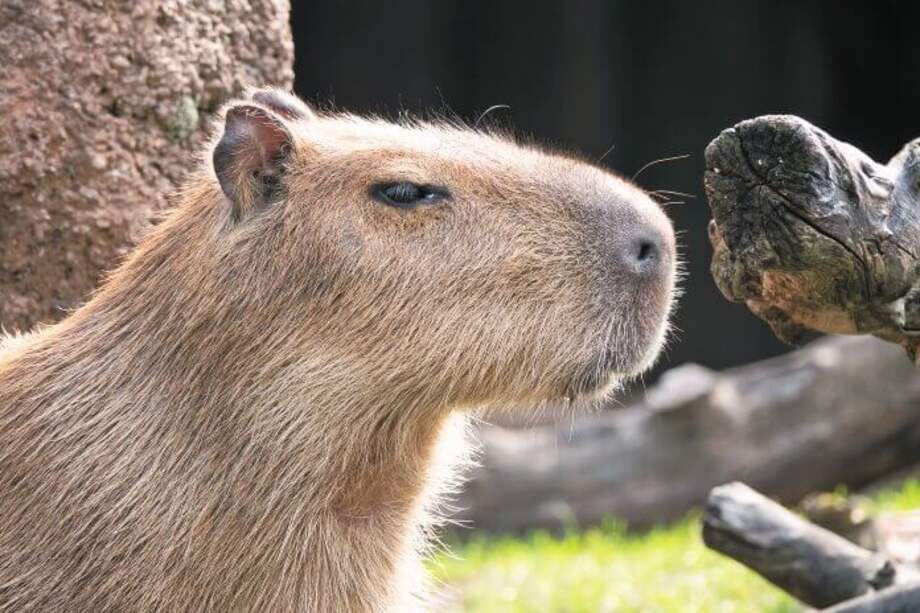 Entre los animales terrestres, los chigüiros son una de las especies más buscadas por los cazadores deportivos. / Getty Images
