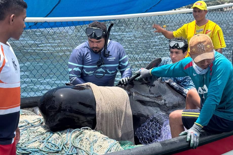 La ballena piloto fue encontrada varada varias veces en Tasajera.