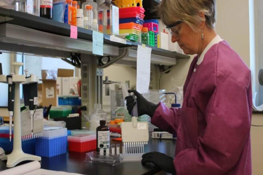 Con los algoritmos computacionales, esto confirma parte del patrón de contagio observado y alerta sobre la continua presencia del virus. / Sue Partridge, CDC- Ft. Collins.