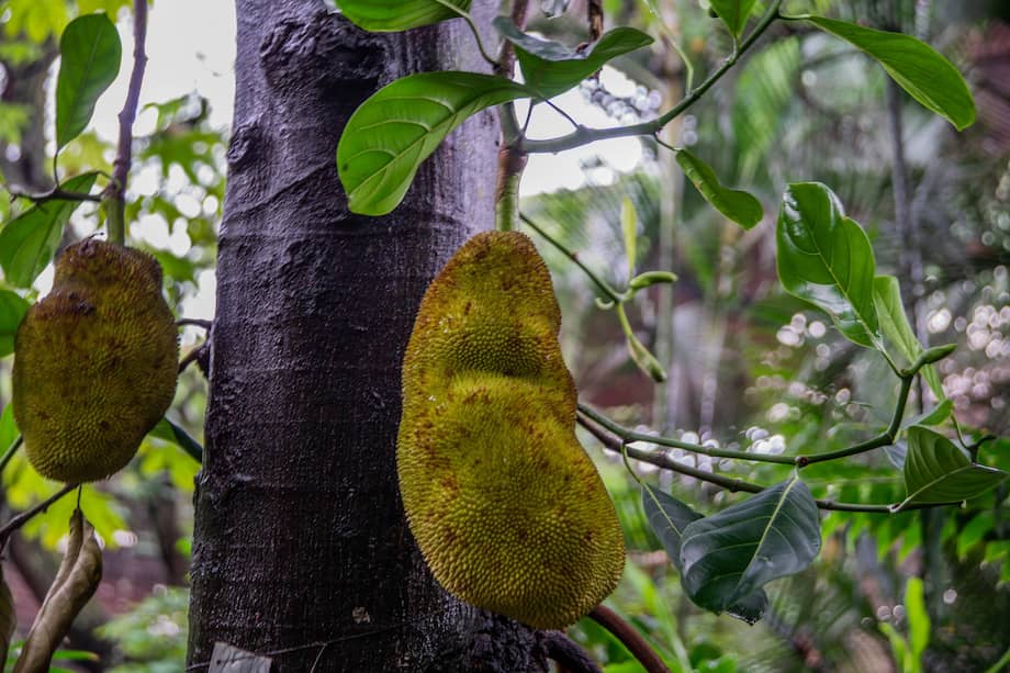 Conocida como la “fruta de los siete sabores”, la yaca o jackfruit es una de las especies tropicales más curiosas del mundo.