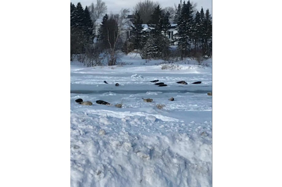 Tomado de Twitter: @BrendonFitzPat3