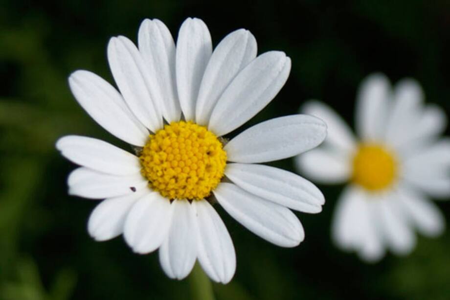 Las margaritas en el hogar renacen el amor propio