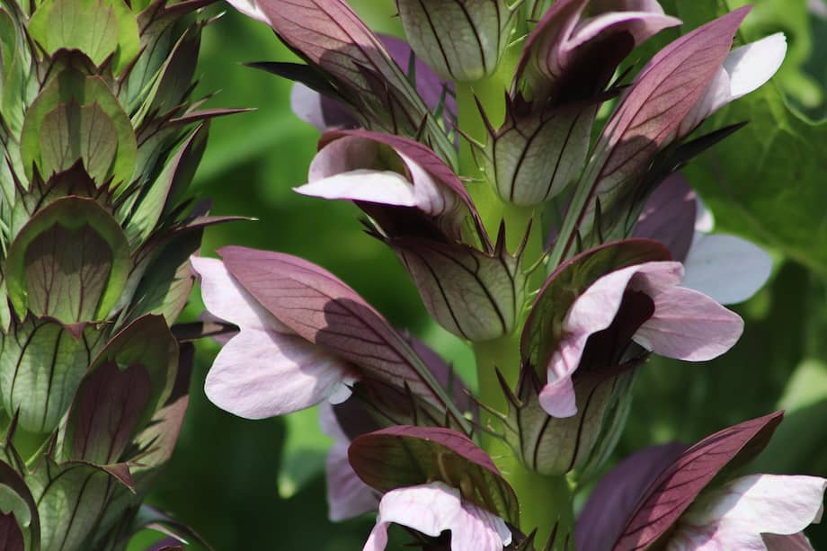 Sus hojas inspiraron el diseño de los capiteles corintios, uno de los estilos más ornamentados en la arquitectura antigua