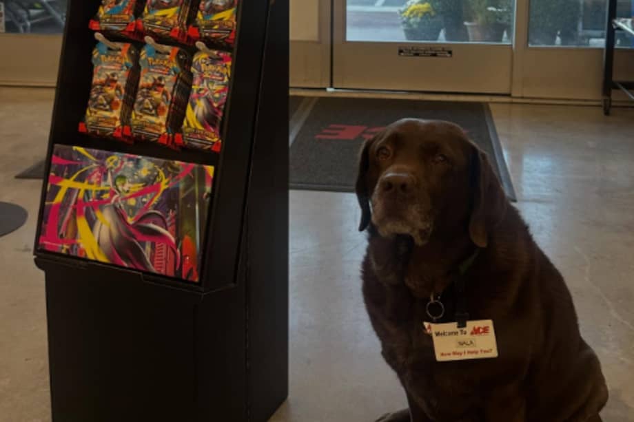 La publicación en TikTok generó cientos de miles de “me gusta” y comentarios de usuarios que bromeaban con que Nala merecía el título de empleada del mes.