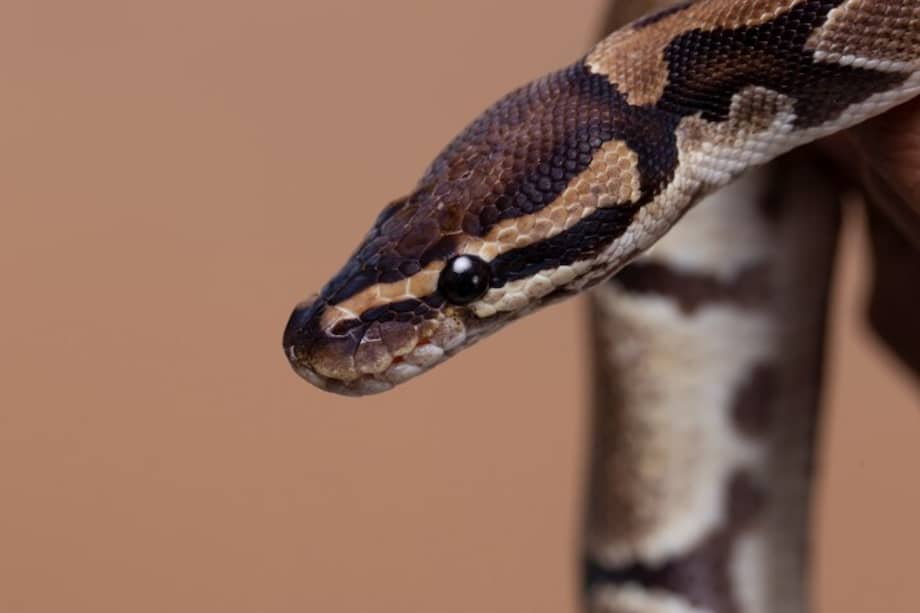 Imagen de referencia | Para este estudio grabaron 36 especies.