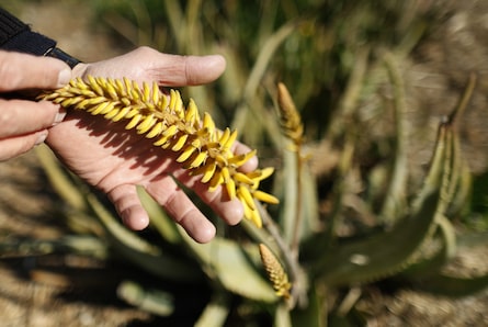 ¿Qué pasa cuando florece la sábila y cómo es su fruto?