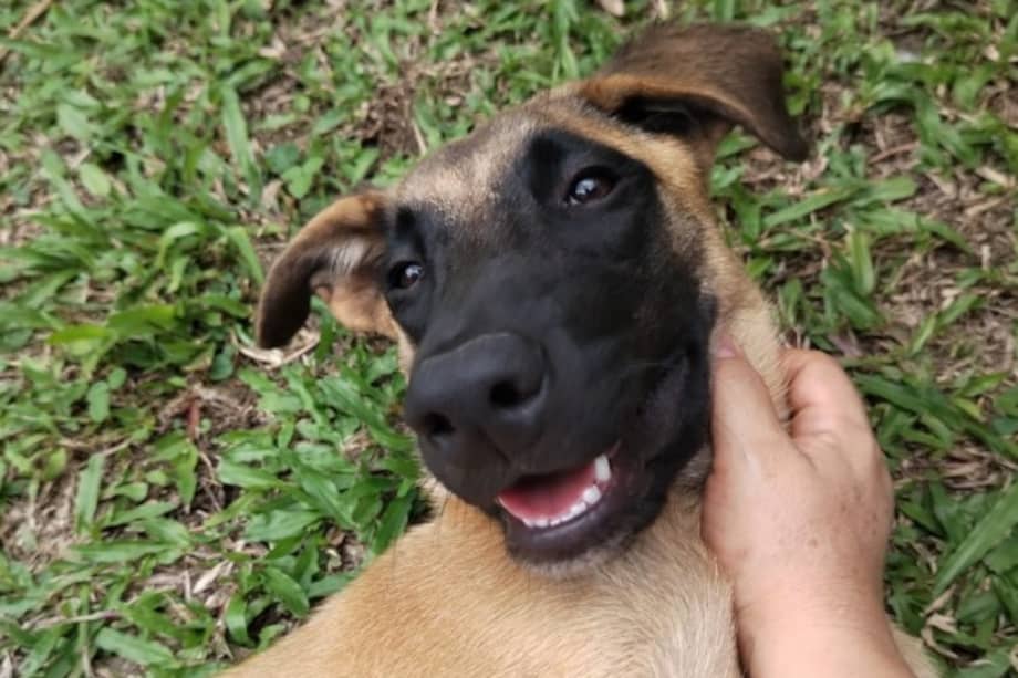 Lula es una perrita con un temperamento noble y afectuoso con las personas.