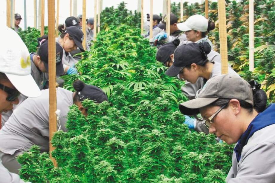 Trabajadores de Clever Leaves deshojan las plantas para dejar libre la flor del cannabis. / Diego Ojeda
