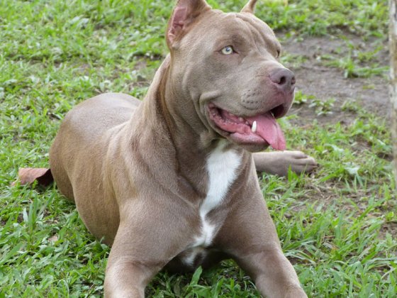 Inédita condena a dueño de perro pitbull que mató a niño de 2 años