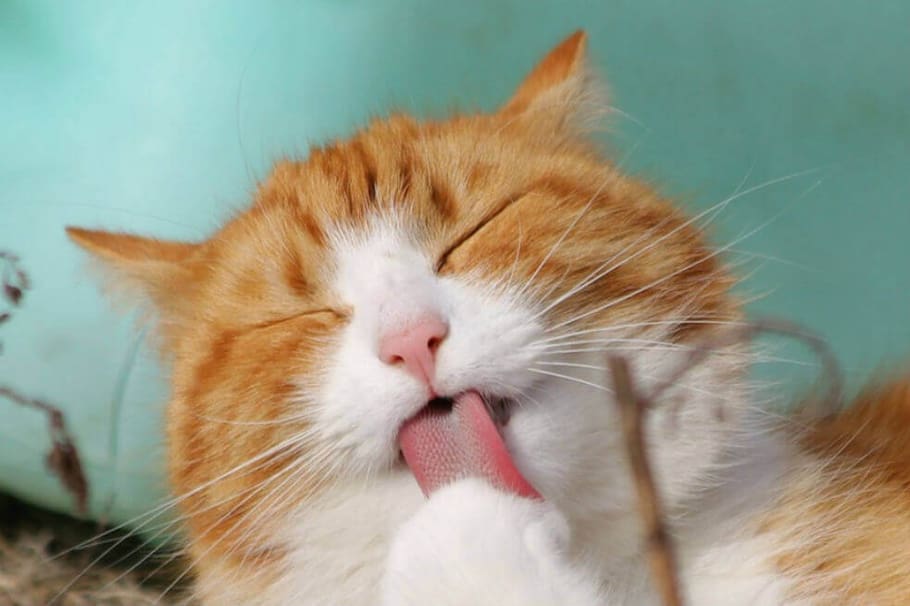 Mano firme o corazón grande: ¿cómo castigar a tu gato?