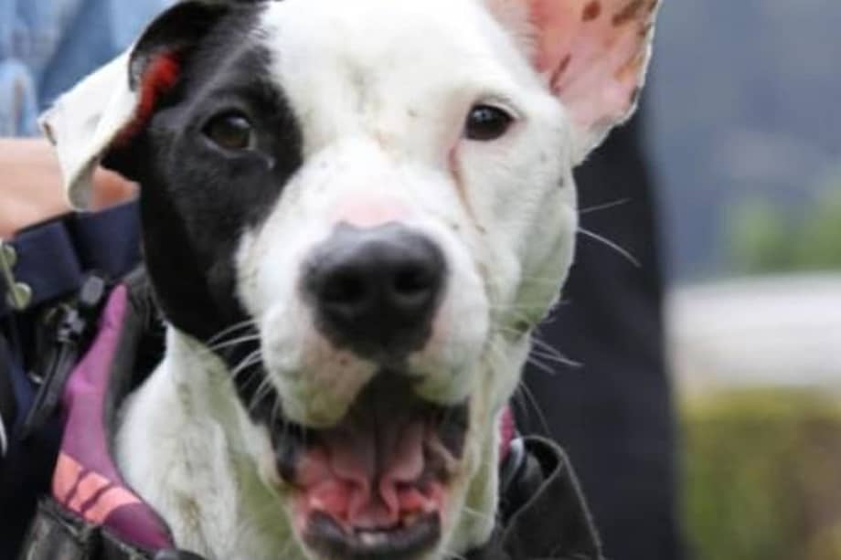 Avanzan las esterilizaciones para animales de compañía en 'Bogotá, mi Ciudad, mi Casa' como parte de las acciones de cuidado.