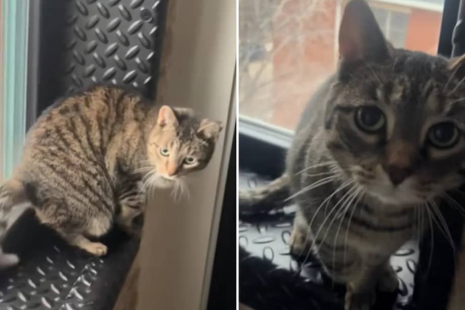 La gata no presentaba ninguna lesión y que su comportamiento era simplemente una elaborada estrategia para captar atención.