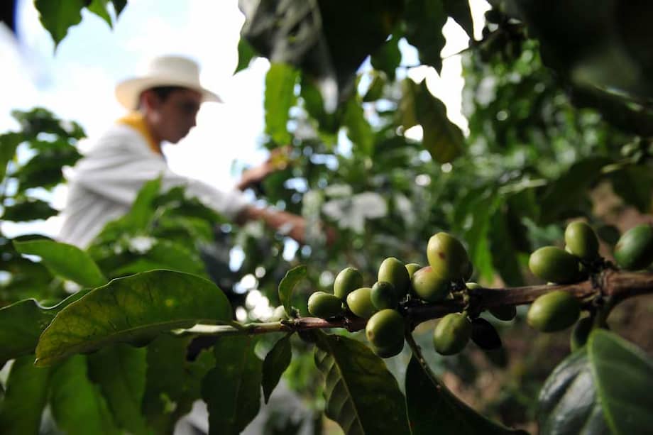 La Federación prevé una producción de 14 millones de sacos en dos años. / Archivo