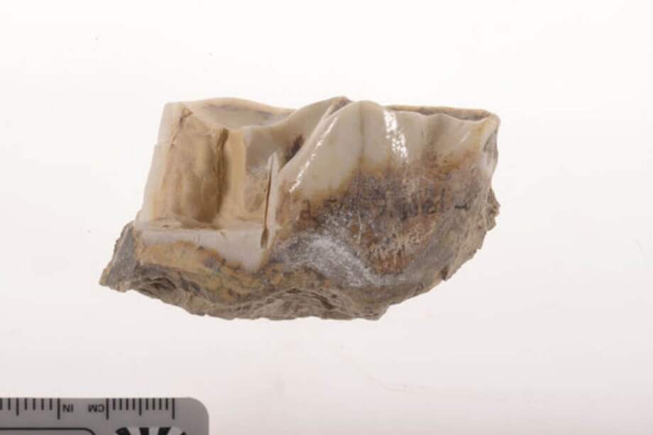 Molar hallado en Dmaniside de 'Stephanorhinus' datado en 1,7 millones de años. / Museo de Historia Natural de Dinamarca
