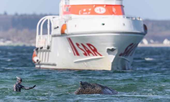 Биолог помогает киту Тимми