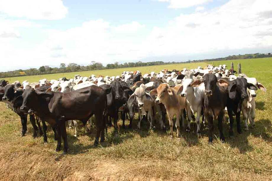 Según el DANE, en 22 departamentos hay 20,92 millones de cabezas de ganado. / Archivo