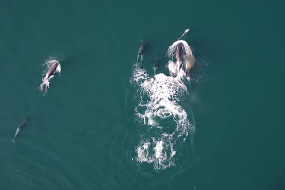 Los registros se llevaron a cabo en el estrecho de Johnstone.