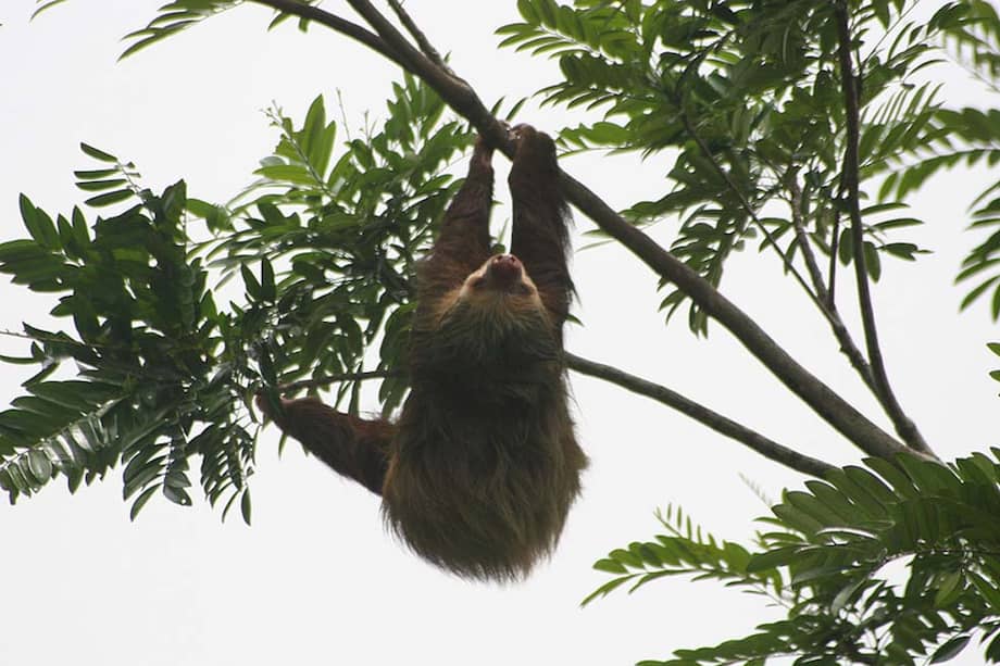 El pelaje de los osos perezosos es hogar de algas verdes y absorbe el agua como una esponja. / Wilmacompton - Flickr
