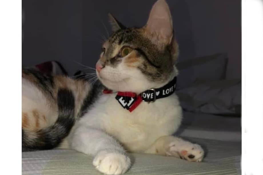 Ella es Maki, una de las mascotas perdidas que puede ayudar a encontrar el Escuadrón Canino.