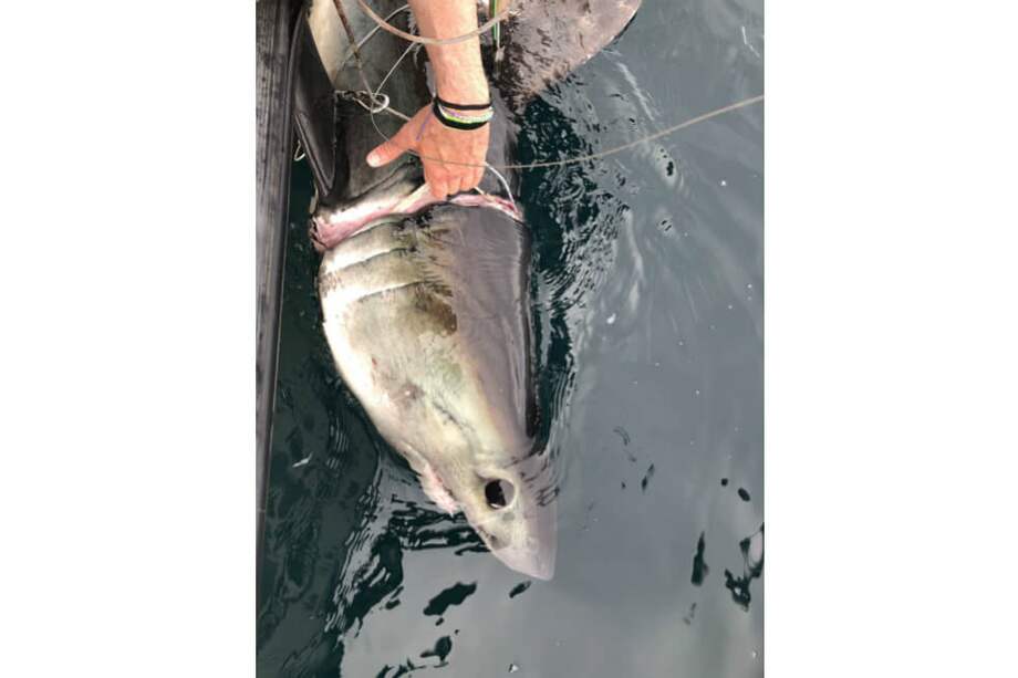 El tiburón es una hembra de la especie cailón. / Laboratorio Sulikowski de Investigación de Tiburones y Peces