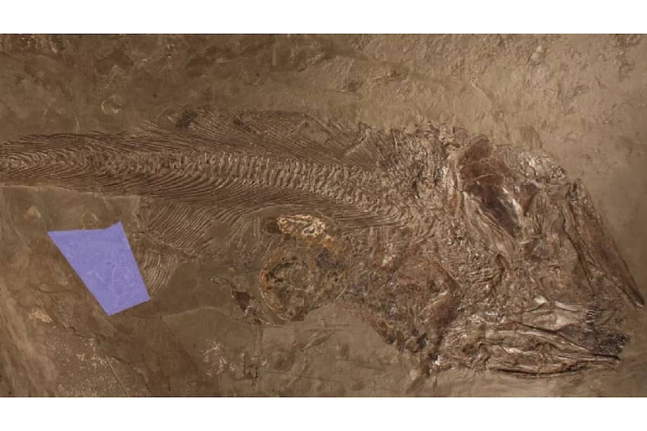 El pez pudo morir porque, al parecer, el caparazón le desgarró el estómago mientras tragaba.