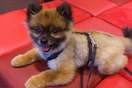 Mascotas “mini”: los riesgos de criar perros y gatos cada vez más pequeños