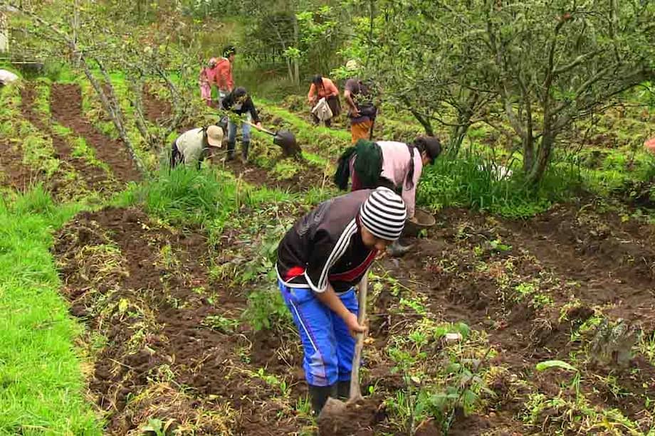 Minga del pueblo indígena quillasinga (Nariño) para sembrar diferentes variedades de papa recuperadas. / Pablo Trejos