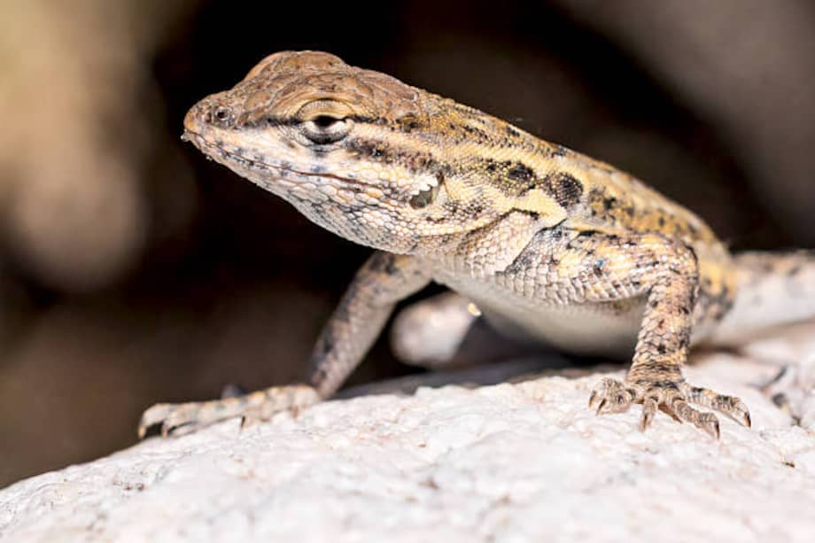 En la especie Uta stansburiana, los machos no se comportan todos igual. Existen tres tipos (morfos), reconocibles por el color de la garganta y por su estrategia reproductiva. /Getty