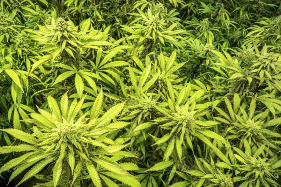 El mercado de los productos a base de marihuana puede dejarle al país US$2.000 millones anuales en exportaciones / / Archivo