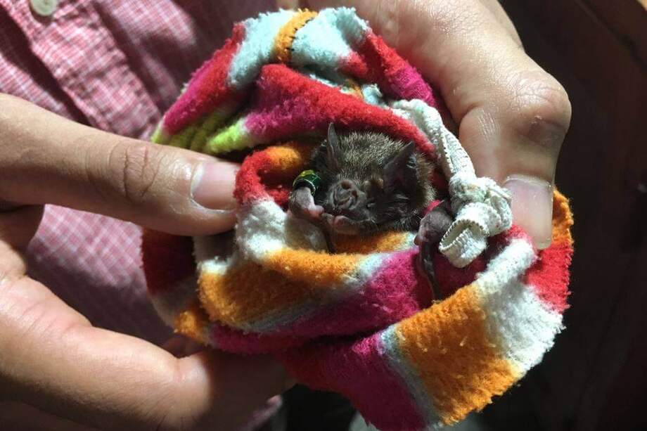 El investigador Gerry Carter sostiene un ejemplar de vampiro común en Panamá / Beth King, STRI