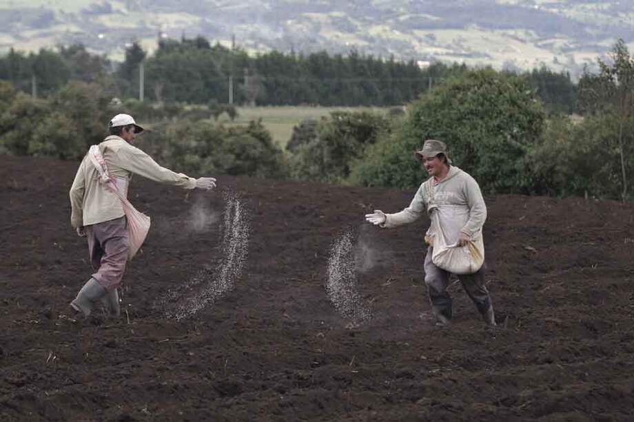 Úrea, potasio y fósforo son algunos de los fertilizantes básicos que más se emplean en el país. Renglones como la papa y las hortalizas acceden a estos mediante pequeños almacenes. / Gabriel Aponte