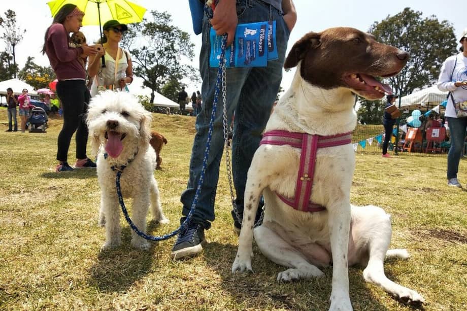 “Además de nuevos miembros de la familia y de mascotas mimadas, los perros son los verdaderos amos de los humanos”: Arturo Guerrero.