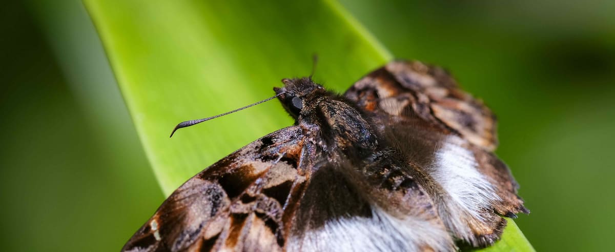 AME4288. SAN JOSÉ (COSTA RICA), 05/06/2023.- Fotografía de una polilla en la zona de Poás de Alajuela, hoy, en Costa Rica. La oficina de la Unesco en Centroamérica instó este lunes a la región a valorar su rica diversidad y a trabajar por la restauración de los vínculos entre los humanos y la naturaleza, así como a tomar acciones para proteger a las especies y a los ecosistemas. Según diversos estudios, Centroamérica alberga entre el 5 % y el 12 % de la biodiversidad mundial, pero también es una de las zonas del mundo más vulnerables al cambio climático y los desastres naturales. EFE/ Jeffrey Arguedas