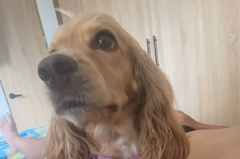 Milú, la perrita rescatada en el sismo de Ibagué que hoy conquista las redes sociales.