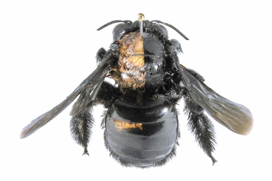 En Colombia también existen animales mitad macho y mitad hembra