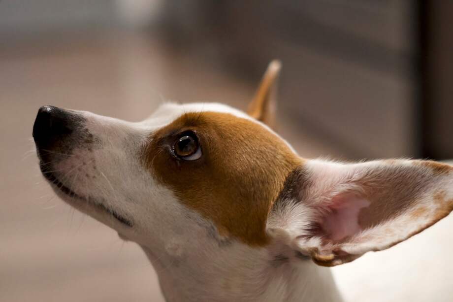 Estos pódcast son ideales para aliviar los fuertes ruidos en fiestas o para aprender más sobre su cuidado.