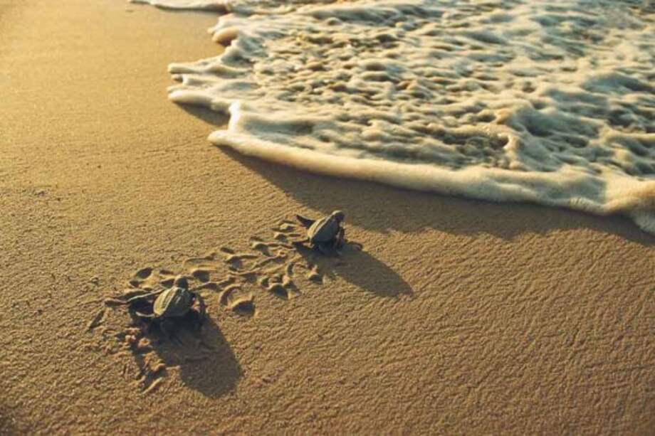 Imagen de referencia. / WWF