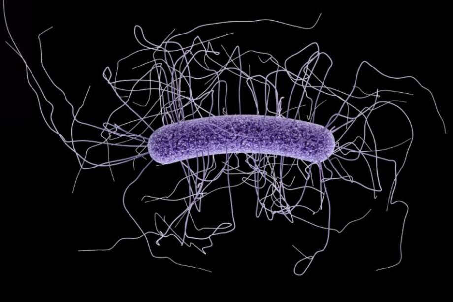 Así se ve la bacteria Clostridium difficile al microscopio. / Centros para el Control y Prevención de Enfermedades.