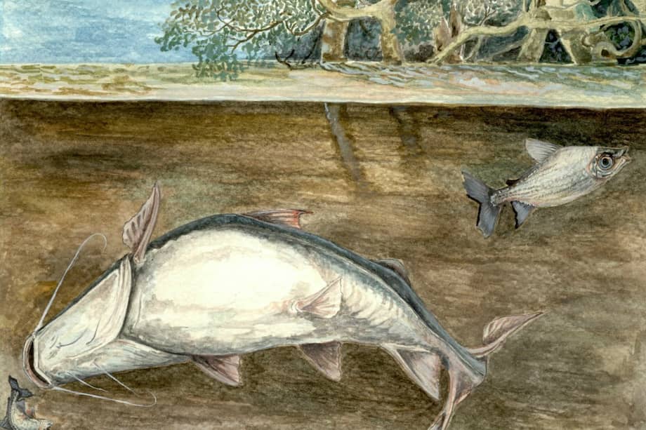 La ciencia oculta (hasta ahora) de los grandes bagres del Amazonas