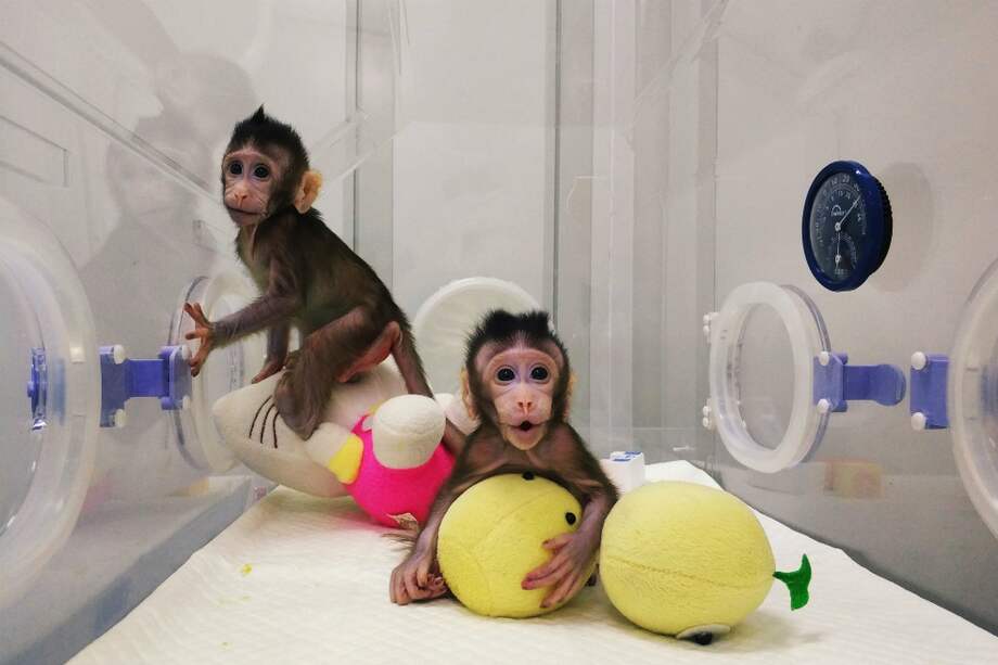 HANDOUT / CHINESE ACADEMY OF SCIENCES / AFP