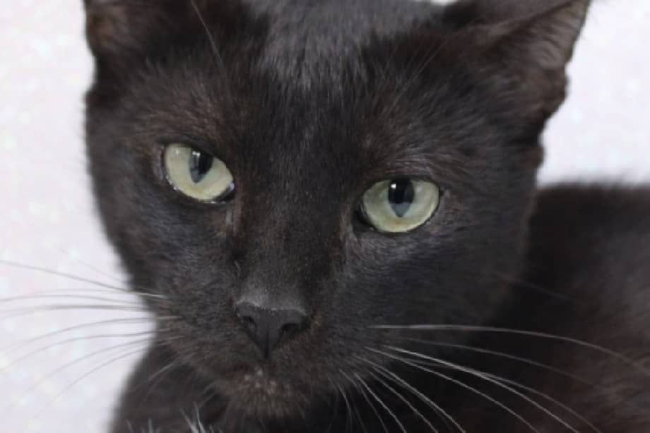 La gatita se entrega esterilizada y con exámenes virales negativos.