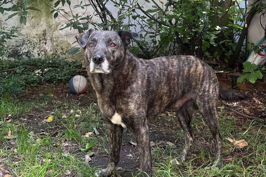 El perrito quedó solo en el barrio Galerías luego de que su único acompañante falleciera.