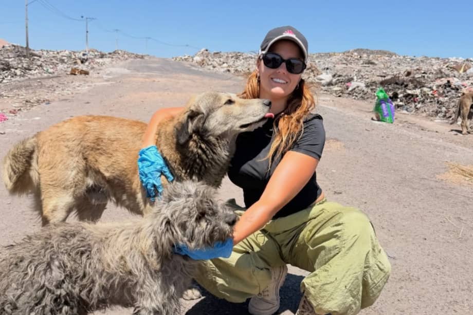 Rescate de un perrito dejó al descubierto abandono masivo de animales en Atacama.