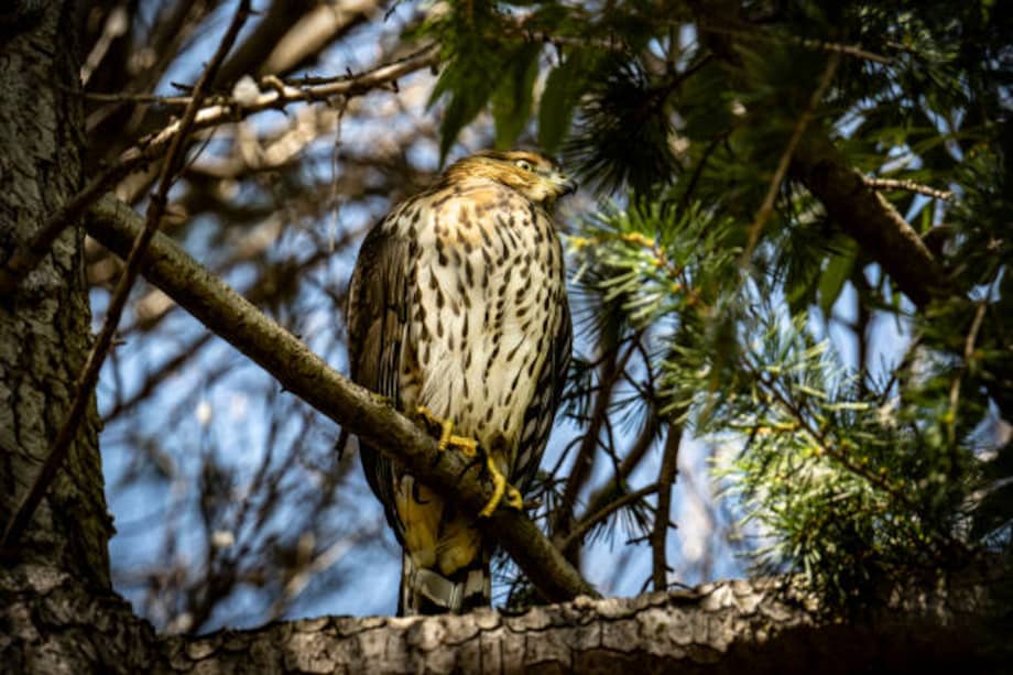 El halcón nunca fue visto los fines de semana, probablemente porque no se formaban colas de autos y no había aves alimentándose. /Getty