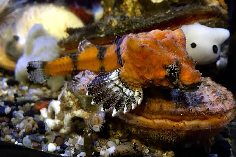 Este pez, que suele vivir escondido entre rocas poco profundas, tiene una particularidad que lo hace bastante extraño: tiene un agujero en la cabeza.