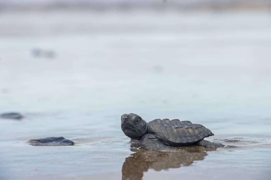 Los reptiles bebés que fueron liberados pertenecen a la especie caguama que se encuentra en peligro crítico.