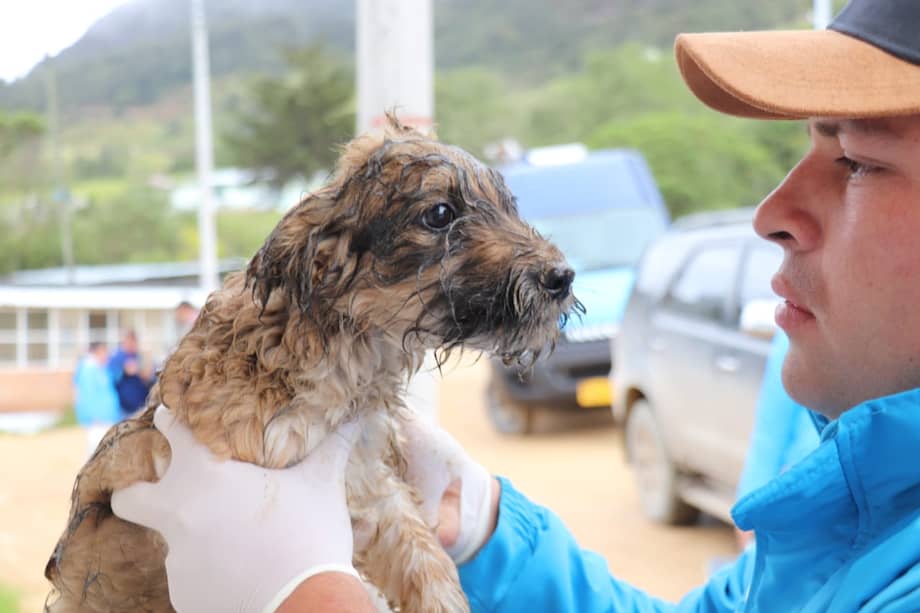 Alcaldía de Bogotá