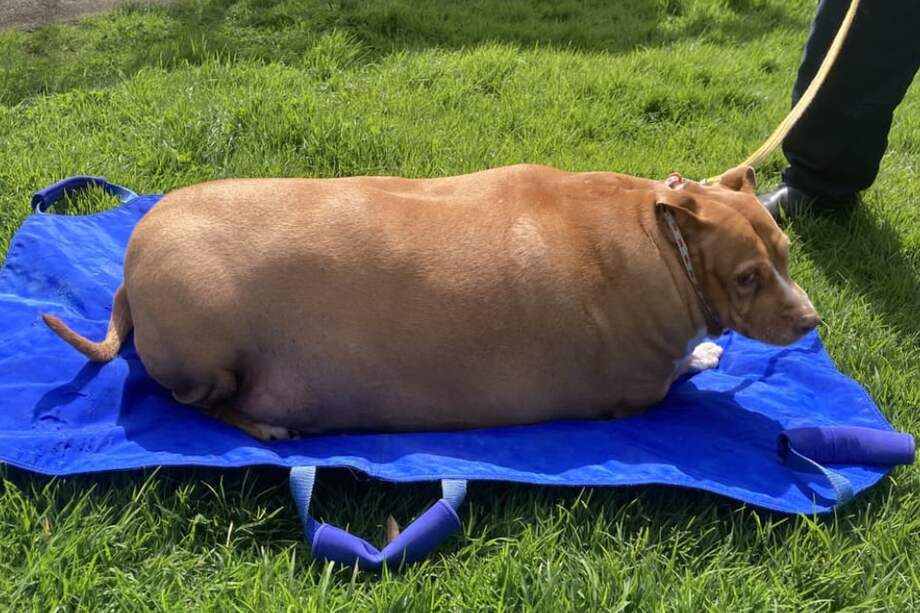 El canino presentaba varios problemas de salud a raíz de su sobrepeso.