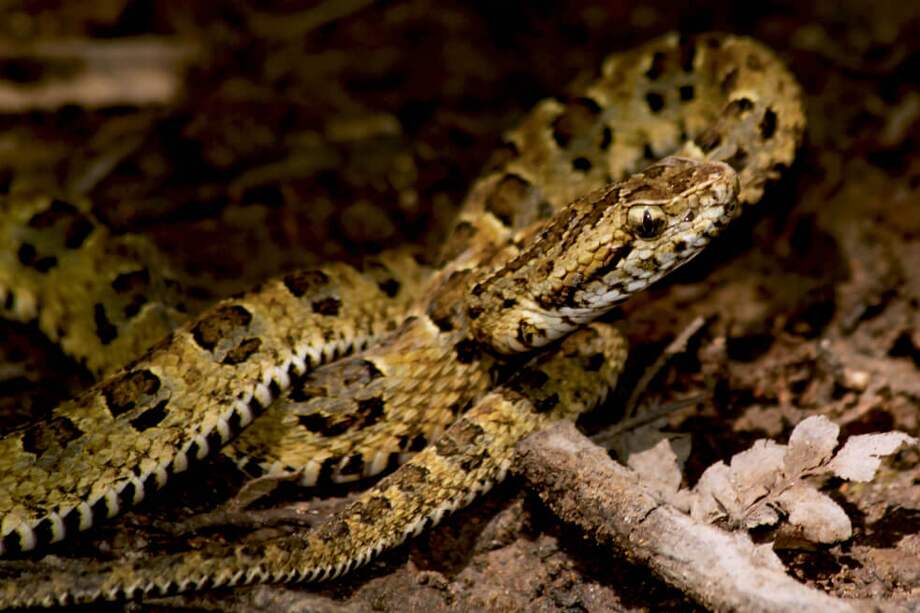Fotografía sin fecha, cedida por el Servicio Nacional de Áreas Naturales Protegidas por el Estado (Sernanp), que muestra una especie de serpiente bautizada como "Bothrops sonene".
/ EFE